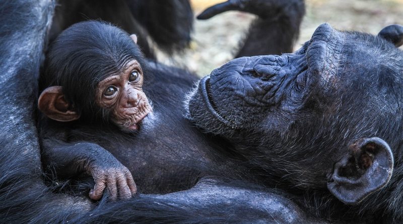 Você já ouviu falar em complexidade irredutível