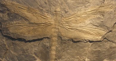 A importante relação oxigênio e gigantismo antes do dilúvio