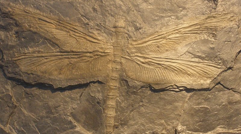 A importante relação oxigênio e gigantismo antes do dilúvio