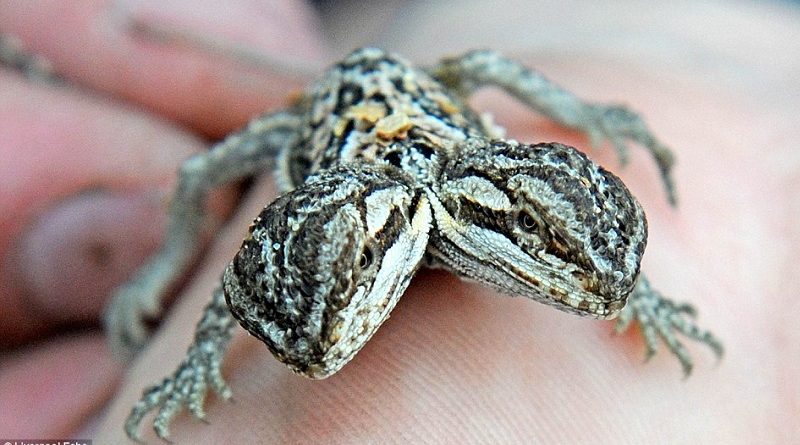 Mutações aumentam a informação genética