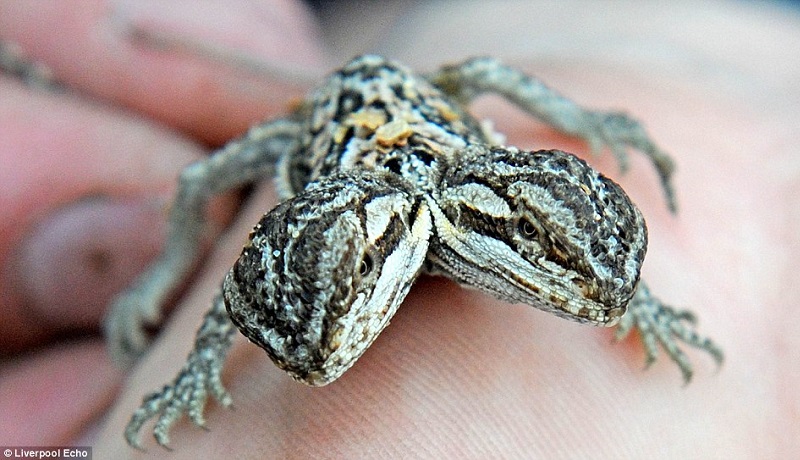 Mutações aumentam a informação genética?